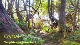  Presentation with british columbia canada - Colorful PPT theme enhanced with rain-forest-in-vancouver-island backdrop and a tawny brown colored foreground