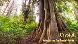  Presentation with british columbia canada - Slides with rain forest in vancouver island background and a tawny brown colored foreground