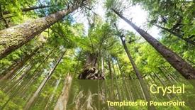  Presentation with islam and forest - Amazing PPT theme having rain forest in vancouver island backdrop and a tawny brown colored foreground