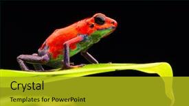  Presentation with costa rica - Slide set with rain forest macro exotic amphibian background and a gold colored foreground