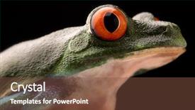  Presentation with animal eye - Colorful PPT theme enhanced with rain forest of central america backdrop and a tawny brown colored foreground