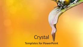  Presentation with america arrow - Cool new slides with rain forest of central america backdrop and a gold colored foreground