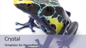  Presentation with poison - Colorful PPT theme enhanced with rain forest of frnech guyana backdrop and a light blue colored foreground