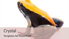  Presentation with extinction - Amazing presentation theme having rain forest of madagascar backdrop and a soft green colored foreground