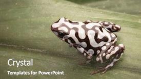  Presentation with tropical forest - Slides with rain forest of panama background and a tawny brown colored foreground