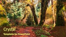  Presentation with rain forest walk way - Beautiful slides featuring rain forest with dense vegetation backdrop and a  colored foreground