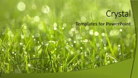  Presentation with dew - Slides featuring rain garden - dew drops on green graas background and a yellow colored foreground