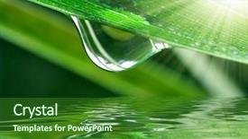  Presentation with dew - Amazing PPT theme having rain garden - fresh grass with dew drops backdrop and a forest green colored foreground