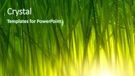  Presentation with water droplet - Audience pleasing PPT theme consisting of rain garden - fresh green grass with water backdrop and a forest green colored foreground