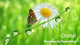  Presentation with dew - Colorful PPT layouts enhanced with rain garden - fresh morning dew and butterfly backdrop and a shamrock green colored foreground