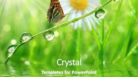  Presentation with dew - Audience pleasing PPT layouts consisting of rain garden - fresh morning dew and butterfly backdrop and a shamrock green colored foreground