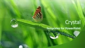  Presentation with dew - Presentation theme enhanced with rain garden - fresh morning dew and butterfly background and a forest green colored foreground