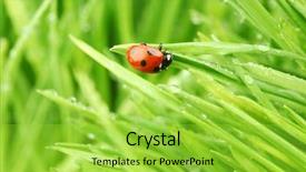  Presentation with water drops - Slides enhanced with rain garden - ladybug on grass in water background and a  colored foreground