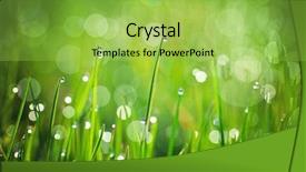  Presentation with dew - Amazing slide set having rain garden - macro of dew composition backdrop and a yellow colored foreground