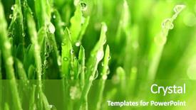  Presentation with rain water - Presentation theme with rain garden - water drops on grass background and a shamrock green colored foreground
