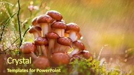  Presentation with mushrooms - Cool new slides with rain honey fungus are regard backdrop and a tawny brown colored foreground