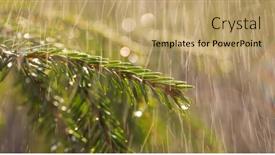  Presentation with spruce - Colorful presentation theme enhanced with rain-on-a-sunny-day backdrop and a coral colored foreground