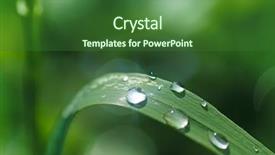  Presentation with dew - PPT theme having rain or dew drips background and a forest green colored foreground