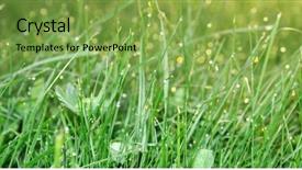  Presentation with rain water - Presentation theme featuring rain shower - green grass close-up with water background and a  colored foreground