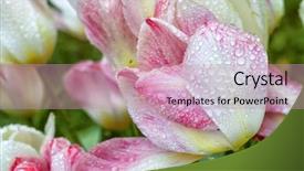  Presentation with animated raindrops waves - Presentation theme enhanced with rain shower - pink tulip covered in raindrops background and a  colored foreground