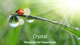  Presentation with fresh start for children - PPT layouts with rain sun - fresh morning dew and ladybird background and a tawny brown colored foreground