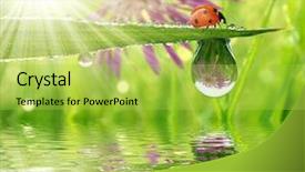  Presentation with dew - Audience pleasing theme consisting of rain sun - fresh morning dew and ladybird backdrop and a yellow colored foreground
