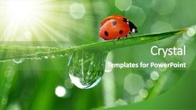  Presentation with fresh start for children - Amazing PPT theme having rain sun - fresh morning dew and ladybird backdrop and a tawny brown colored foreground