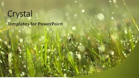  Presentation with dew - Slides with rain water - drops of dew background and a yellow colored foreground