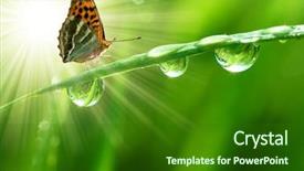  Presentation with rain water - Cool new PPT theme with rain water - fresh morning dew and butterfly backdrop and a forest green colored foreground