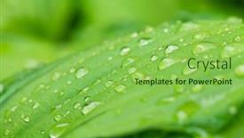  Presentation with rain water - Cool new slide set with rain-water-dew-drops backdrop and a yellow colored foreground