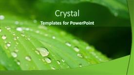  Presentation with rain water - Presentation design enhanced with rain-water-dew-drops background and a forest green colored foreground