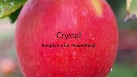  Presentation with rain water harvesting - Presentation with rain water harvesting - apple on the tree background and a red colored foreground