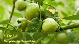  Presentation with green in architecture - Presentation featuring rain water harvesting - green tomatoes background and a  colored foreground