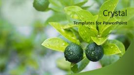  Presentation with calamansi - Colorful presentation enhanced with rain water harvesting - healthy calamansi tropical lime plant backdrop and a yellow colored foreground