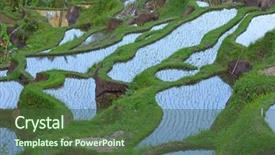  Presentation with rice fields - Colorful PPT theme enhanced with rain water harvesting - rice fields prepared for rice backdrop and a tawny brown colored foreground
