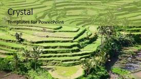  Presentation with carabao in rice field fliwing - Cool new presentation theme with rain water harvesting - rice fields prepared for rice backdrop and a yellow colored foreground