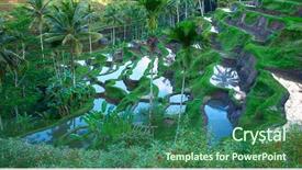  Presentation with carabao in rice field fliwing - Amazing slide set having rain water harvesting - rice fields prepared for rice backdrop and a ocean colored foreground