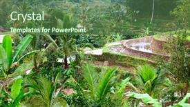  Presentation with rain water harvesting - Presentation design consisting of rain water harvesting - rice fields prepared for rice background and a tawny brown colored foreground