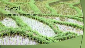  Presentation with rain water - Amazing slides having rain water harvesting - rice fields prepared for rice backdrop and a mint green colored foreground