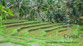  Presentation with rain water - PPT theme with rain water harvesting - rice fields prepared for rice background and a yellow colored foreground