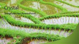  Presentation with rice fields - Presentation theme consisting of rain water harvesting - rice fields prepared for rice background and a yellow colored foreground