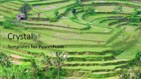  Presentation with rice fields - Beautiful slide set featuring rain water harvesting - rice fields prepared for rice backdrop and a yellow colored foreground