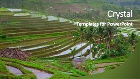 Presentation with rain water harvesting - Beautiful presentation theme featuring rain water harvesting - rice fields prepared for rice backdrop and a tawny brown colored foreground
