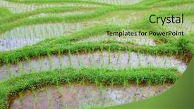  Presentation with rice fields - Cool new presentation with rain water harvesting - rice fields prepared for rice backdrop and a yellow colored foreground