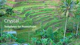  Presentation with rain water harvesting - Slides consisting of rain water harvesting - rice fields prepared for rice background and a ocean colored foreground