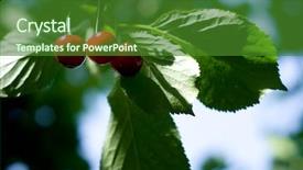  Presentation with chemistry leaves green leaf - Cool new presentation design with rain water harvesting - ripe red cherries and green backdrop and a  colored foreground