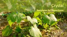  Presentation with bio - Amazing presentation design having rain water harvesting - shoot of cucumber plant backdrop and a  colored foreground