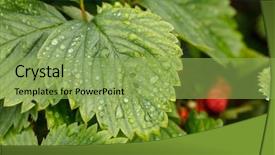  Presentation with rain water harvesting - Presentation theme enhanced with rain water harvesting - strawberries in the garden background and a  colored foreground