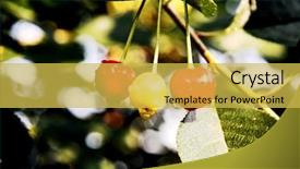  Presentation with rain water harvesting - Presentation enhanced with rain water harvesting - sweet cherry background and a yellow colored foreground