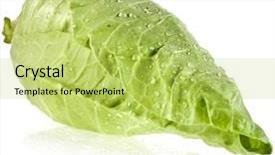  Presentation with sweet 16 - Slides featuring rain water harvesting - sweet pointed cabbage isolated background and a  colored foreground